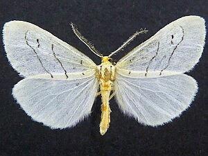 Leuculodes lacteolaria