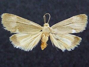 Cisthene dorsimacula