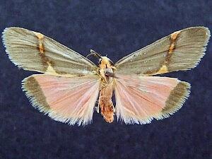 Cisthene perrosea