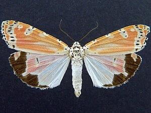 Utetheisa ornatrix