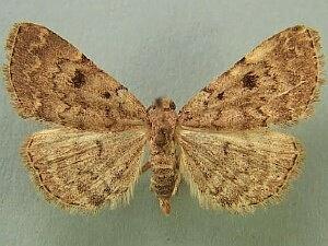 Idia aemula