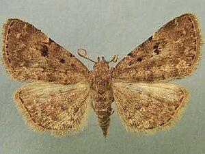 Idia aemula