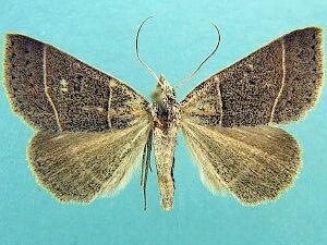 Ptichodis pacalis