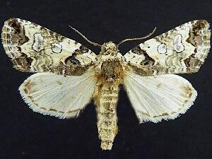 Cerma cerintha