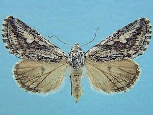 Airamia albiocula