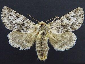 Acronicta spinea