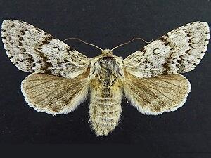 Acronicta spinea