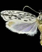 Ethmia confusella