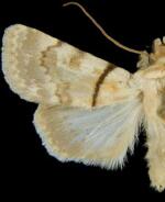 Sympistis rosea