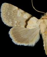 Sympistis rosea