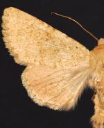 Scotogramma densa