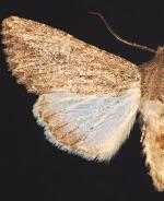 Scotogramma yakima