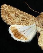 Scotogramma orida