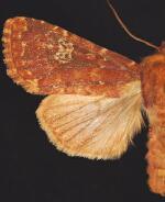 Sideridis congermana