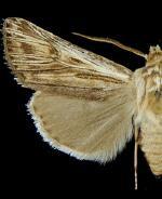 Agrotis daedalus