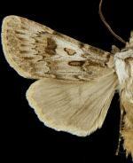 Agrotis ruta