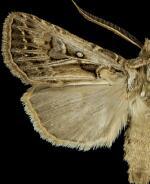 Agrotis gladiaria