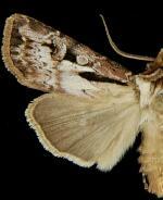 Agrotis vancouverensis