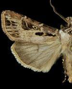 Agrotis gravis