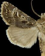 Agrotis gravis