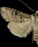 Agrotis stigmosa