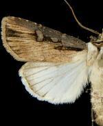 Agrotis volubilis