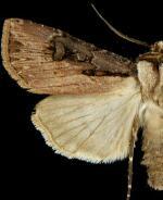 Agrotis volubilis