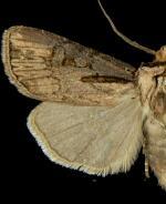 Agrotis obliqua