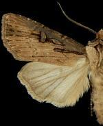 Agrotis antica