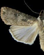 Agrotis malefida