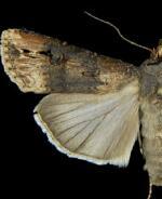 Agrotis ipsilon