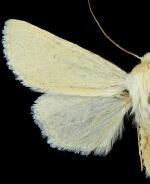 Protogygia pallida