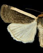 Abagrotis vittifrons