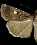 Abagrotis mirabilis