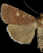 Abagrotis rubricundis