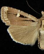 Abagrotis glenni