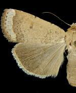 Abagrotis nefascia