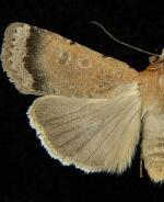 Abagrotis petalama