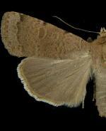 Abagrotis forbesi