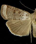 Abagrotis turbulenta