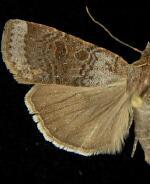 Abagrotis turbulenta