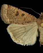 Abagrotis hermina