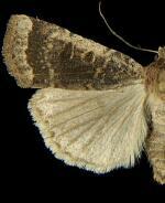 Abagrotis hermina