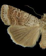 Abagrotis scopeops