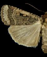 Abagrotis discoidalis