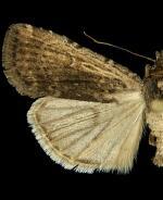 Abagrotis nanalis