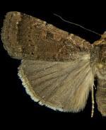 Abagrotis duanca