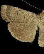 Abagrotis reedi