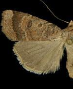 Abagrotis dickeli