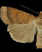 Abagrotis dickeli